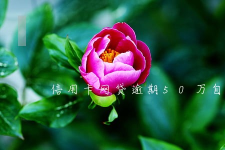 信用卡网贷逾期50万自救