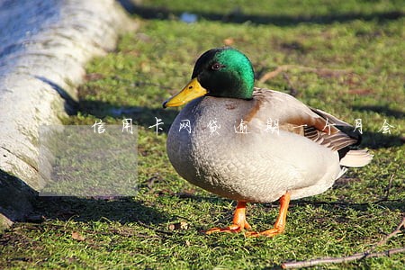 信用卡网贷逾期一个月会怎样