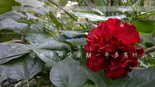 信用卡网贷逾期一年多有什么后果 信用卡网贷逾期一年多有什么后果