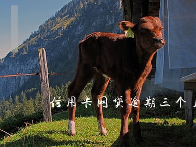 信用卡网贷逾期三个月怎么办 信用卡网贷逾期三个月怎么办
