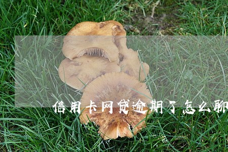 信用卡网贷逾期了怎么聊天