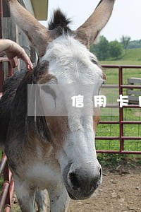 信用卡网贷逾期了怎么还