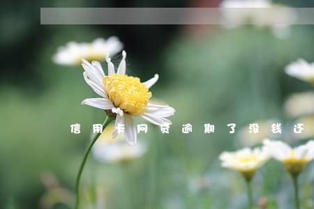 信用卡网贷逾期了没钱还了怎么办 信用卡网贷逾期了没钱还了怎么办