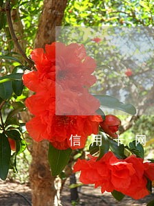 信用卡网贷逾期他们会不会拖车 信用卡网贷逾期他们会不会拖车