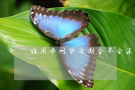 信用卡网贷逾期会不会冻结微信 信用卡网贷逾期会不会冻结微信