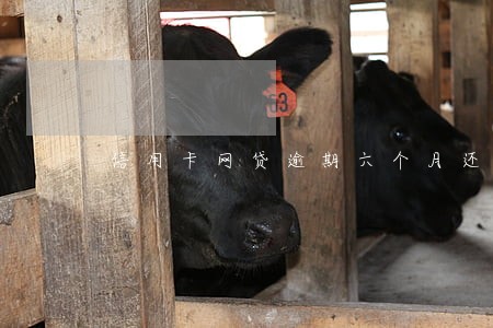 信用卡网贷逾期六个月还不上 信用卡网贷逾期六个月还不上