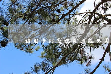 信用卡网贷逾期后能出国吗 信用卡网贷逾期后能出国吗