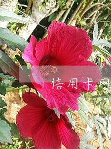 信用卡网贷逾期多久会上黑户 信用卡网贷逾期多久会上黑户