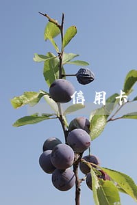 信用卡网贷逾期太多 信用卡网贷逾期太多