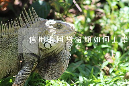 信用卡网贷逾期如何上岸
