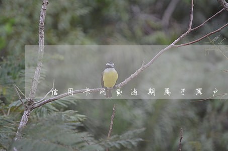 信用卡网贷逾期属于黑户吗 信用卡网贷逾期属于黑户吗