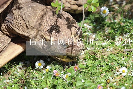 信用卡网贷逾期怎么熬过 信用卡网贷逾期怎么熬过