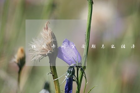信用卡网贷逾期怎么结清 信用卡网贷逾期怎么结清