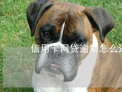 信用卡网贷逾期怎么还