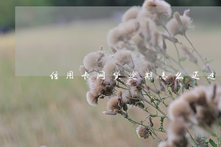 信用卡网贷逾期怎么还进去