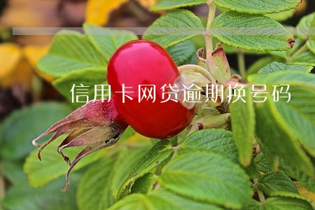 信用卡网贷逾期换号码 信用卡网贷逾期换号码