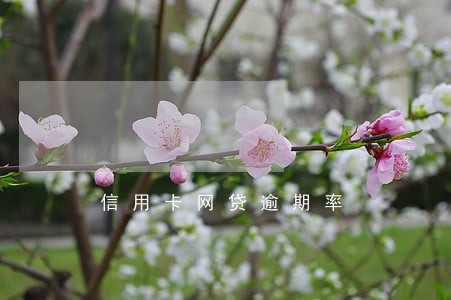 信用卡网贷逾期率 信用卡网贷逾期率