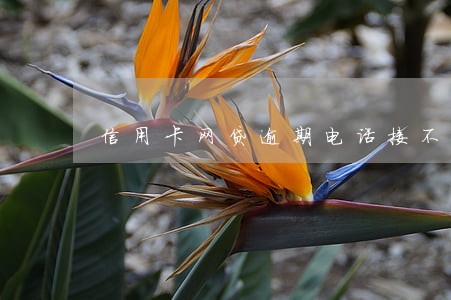 信用卡网贷逾期电话接不接 信用卡网贷逾期电话接不接