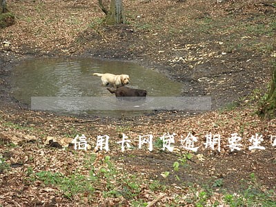 信用卡网贷逾期要坐牢吗 信用卡网贷逾期要坐牢吗
