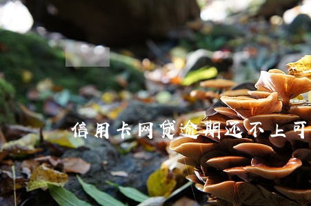 信用卡网贷逾期还不上可以慢慢还吗 信用卡网贷逾期还不上可以慢慢还吗