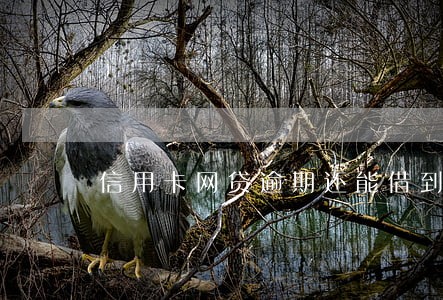 信用卡网贷逾期还能借到钱吗 信用卡网贷逾期还能借到钱吗
