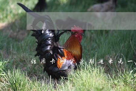 信用卡网贷逾期进来说一声 信用卡网贷逾期进来说一声