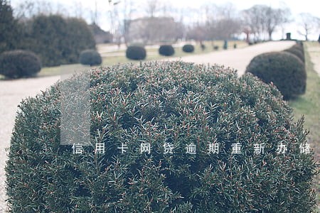 信用卡网贷逾期重新办储蓄卡 信用卡网贷逾期重新办储蓄卡