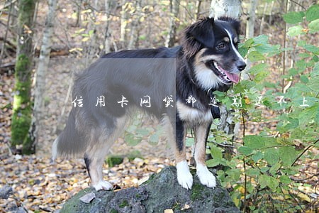 信用卡网贷都逾期还不上怎么办 信用卡网贷都逾期还不上怎么办