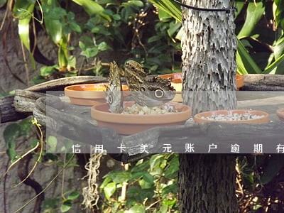 信用卡美元账户逾期有影响吗 信用卡美元账户逾期有影响吗