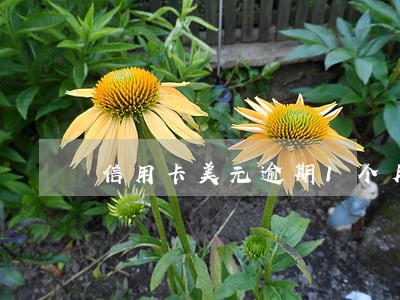 信用卡美元逾期1个月 信用卡美元逾期1个月