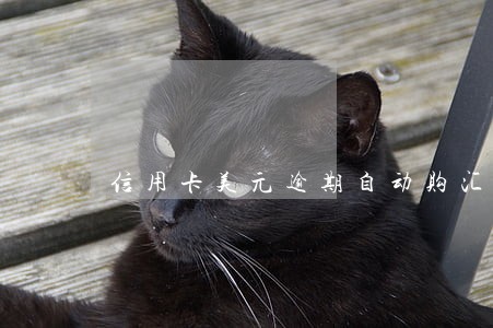 信用卡美元逾期自动购汇 信用卡美元逾期自动购汇