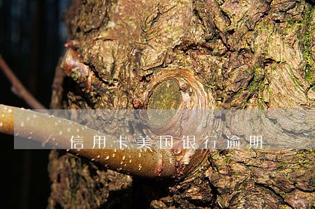 信用卡美国银行逾期