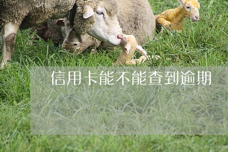 信用卡能不能查到逾期 信用卡能不能查到逾期