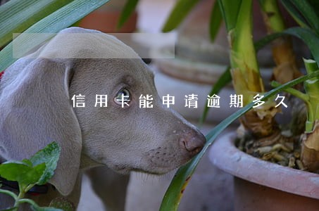 信用卡能申请逾期多久
