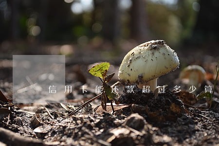 信用卡能还款超过多少算逾期 信用卡能还款超过多少算逾期