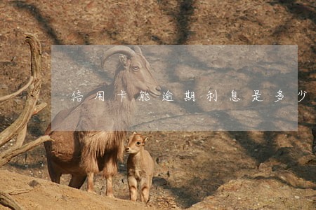 信用卡能逾期利息是多少 信用卡能逾期利息是多少