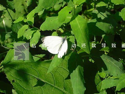 信用卡自动还款导致逾期 信用卡自动还款导致逾期