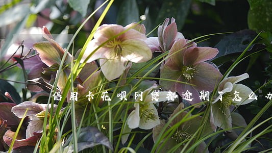 信用卡花呗网贷都逾期了怎么办 信用卡花呗网贷都逾期了怎么办