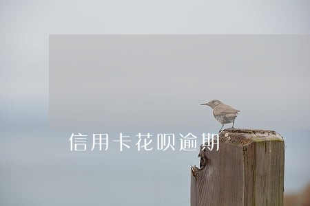 信用卡花呗逾期 信用卡花呗逾期