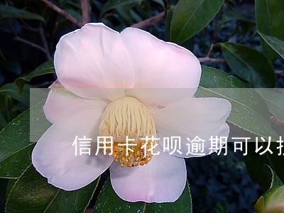 信用卡花呗逾期可以按揭房吗 信用卡花呗逾期可以按揭房吗