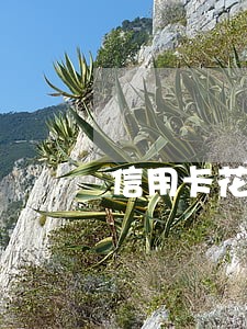 信用卡花呗逾期怎么借款