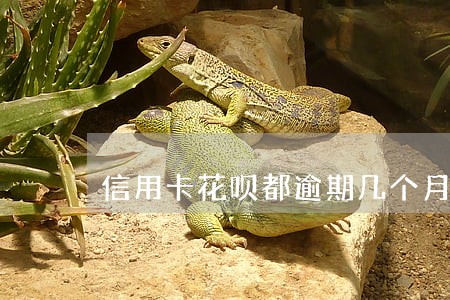 信用卡花呗都逾期几个月了 信用卡花呗都逾期几个月了