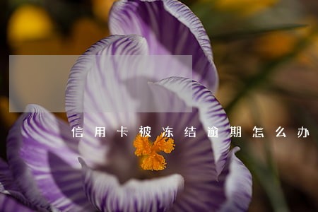 信用卡被冻结逾期怎么办
