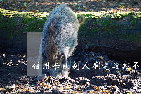 信用卡被别人刷完逾期不还 信用卡被别人刷完逾期不还