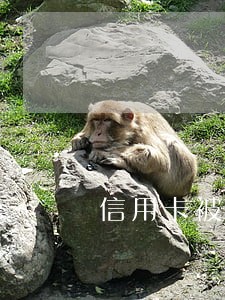 信用卡被前妻盗刷逾期了 信用卡被前妻盗刷逾期了