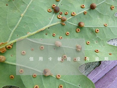 信用卡被拒没有逾期 信用卡被拒没有逾期