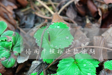 信用卡被拒还款逾期 信用卡被拒还款逾期