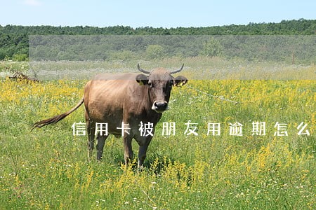 信用卡被朋友用逾期怎么办