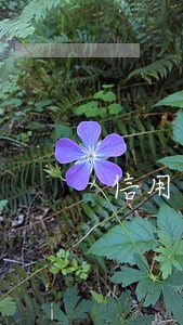 信用卡被朋友盗刷出现逾期 信用卡被朋友盗刷出现逾期