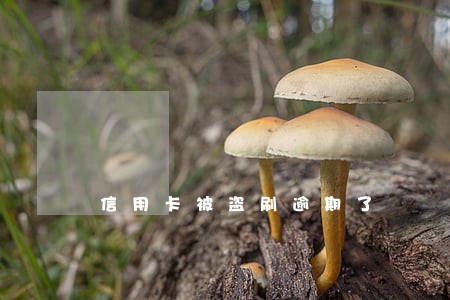 信用卡被盗刷逾期了 信用卡被盗刷逾期了